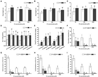 A transcriptional activator from Rhizophagus irregularis regulates phosphate uptake and homeostasis in AM symbiosis during phosphorous starvation